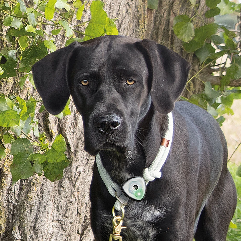 Ultrasone Penning Voor Honden - Image 2