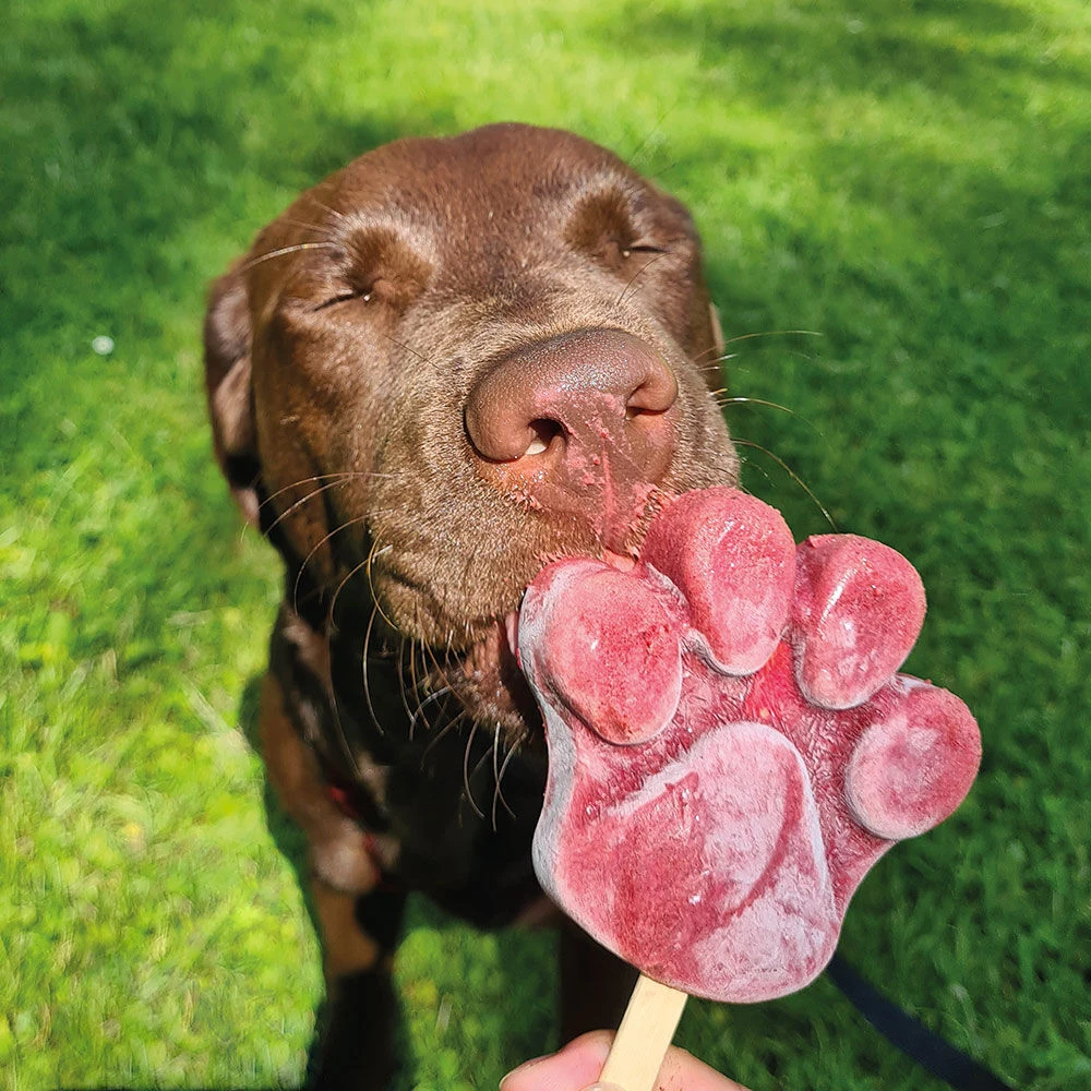 ICE ICE Buddy Hondenijs - Image 5