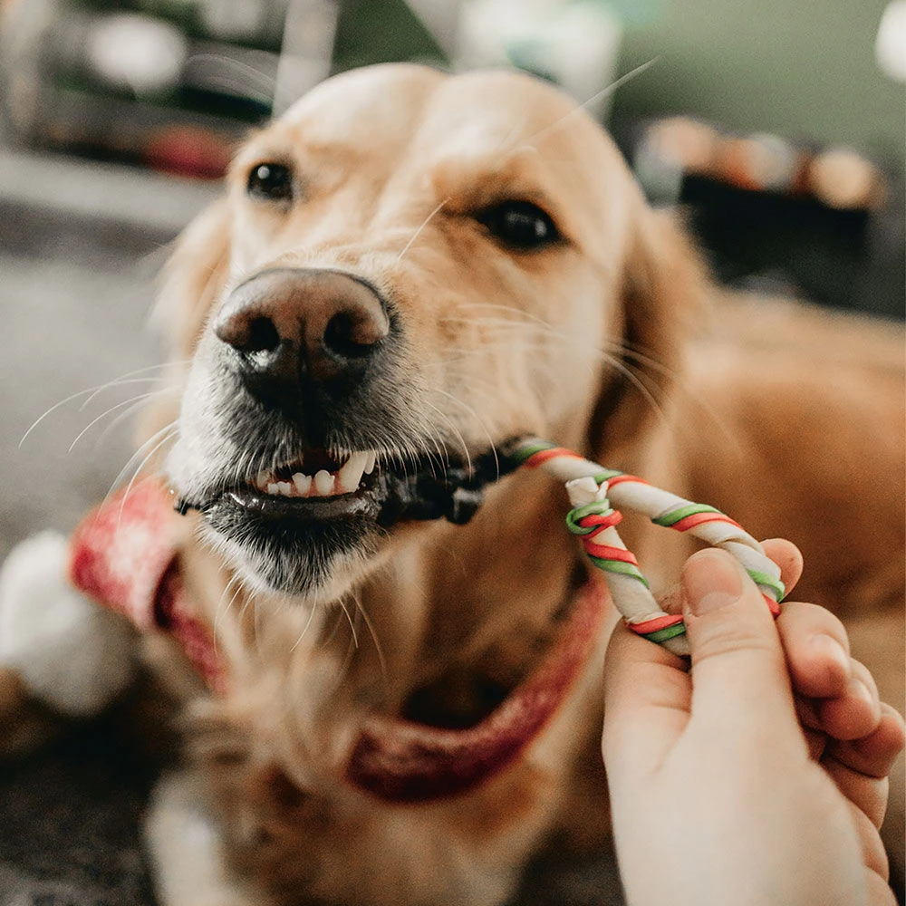 Kerstkauwstaven Van Runderhuid - Image 2