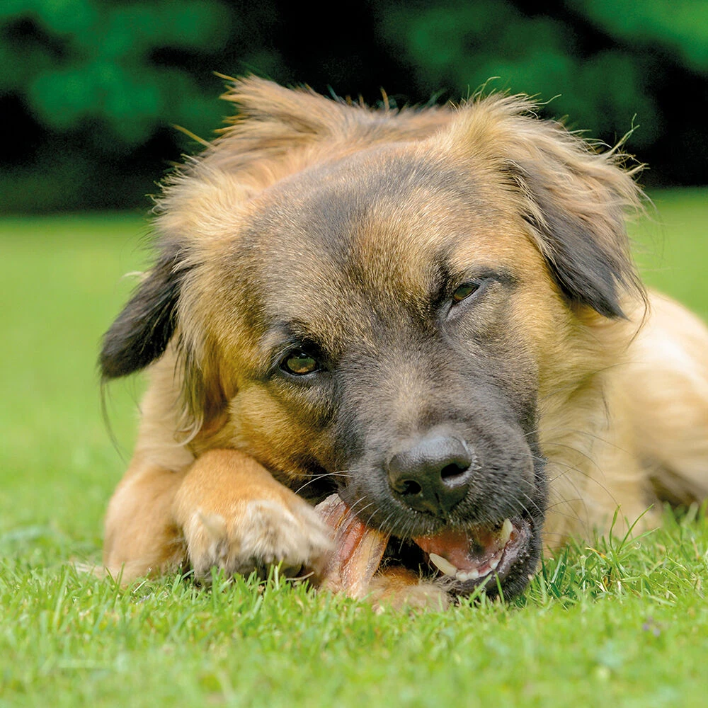 Runderoren - Image 3