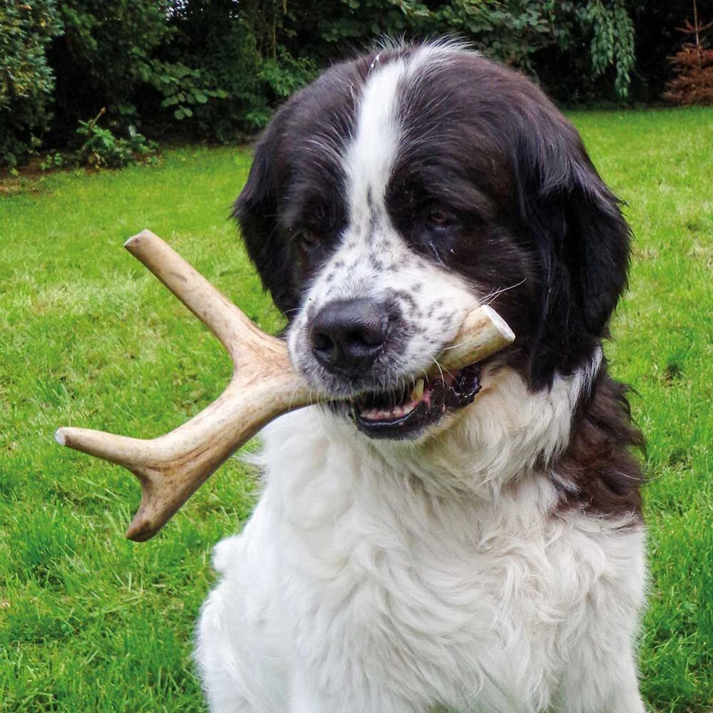 DOGREFORM Edelhert-gewei-snack - Image 5