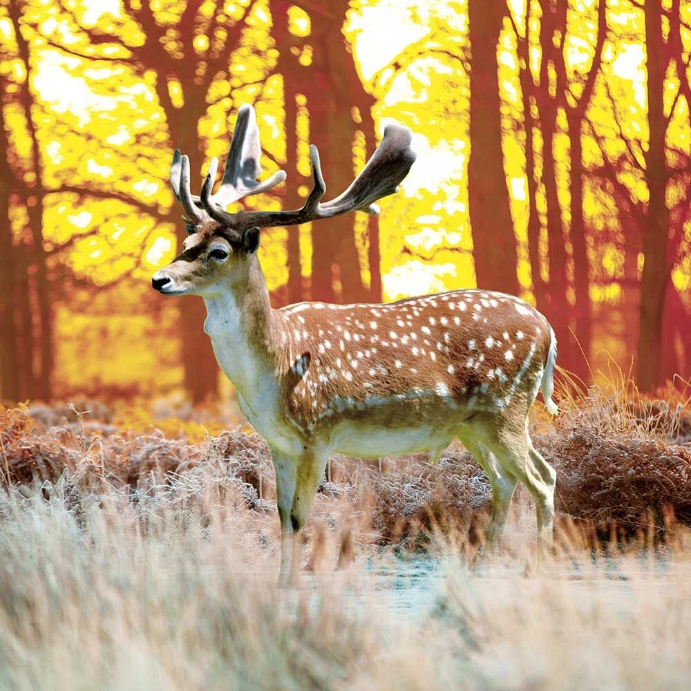 DOGREFORM Damhert-gewei-snack - Image 2