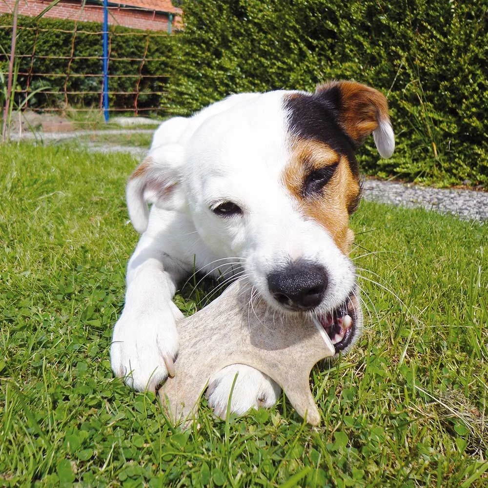 DOGREFORM Damhert-gewei-snack - Image 4