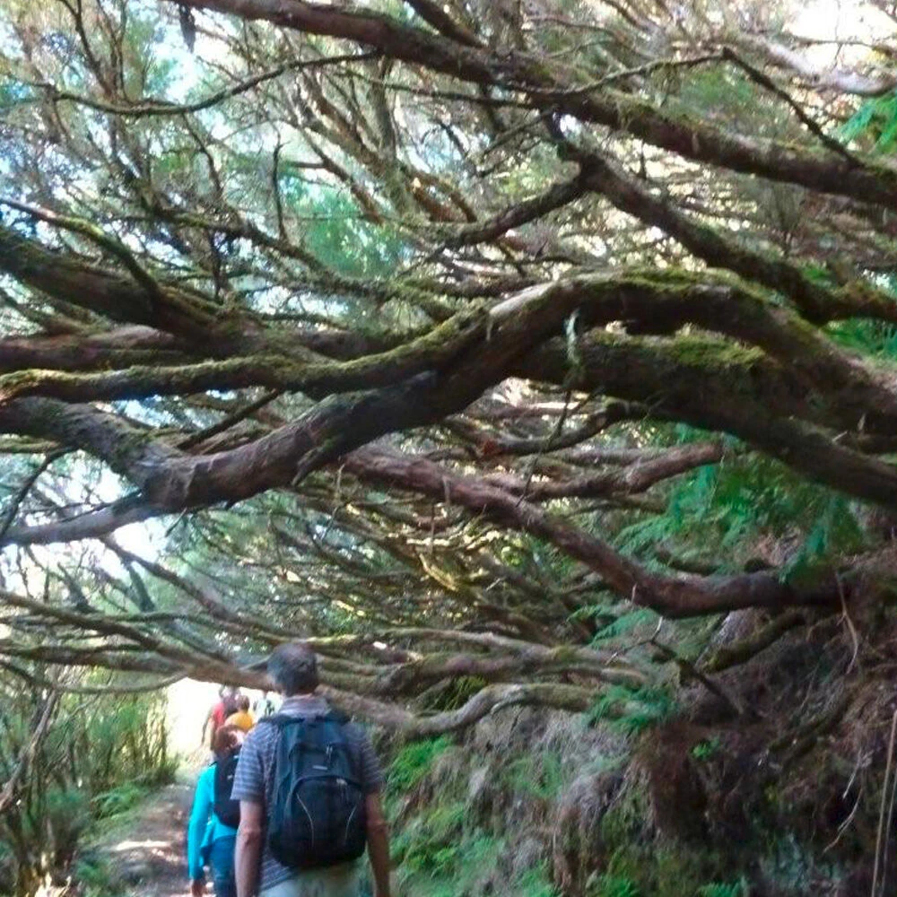 Kauwwortel - Het Duurzame Speeltje - Image 5