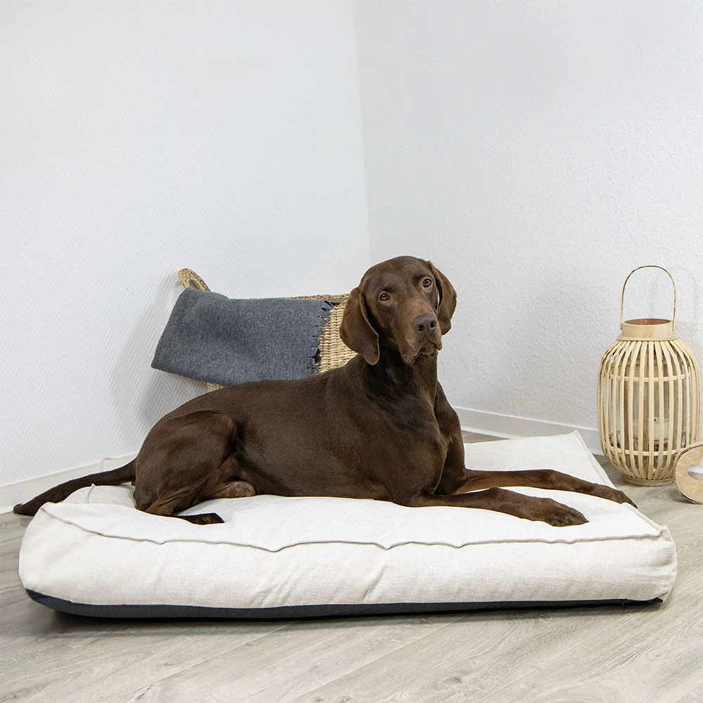 Schecker Hondenkussen Neuharlingersiel - Image 4