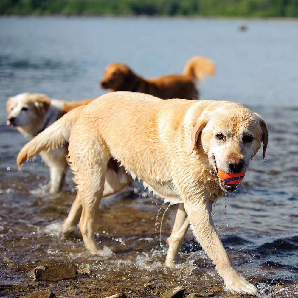 Chuckit Ultra Bal - Image 4