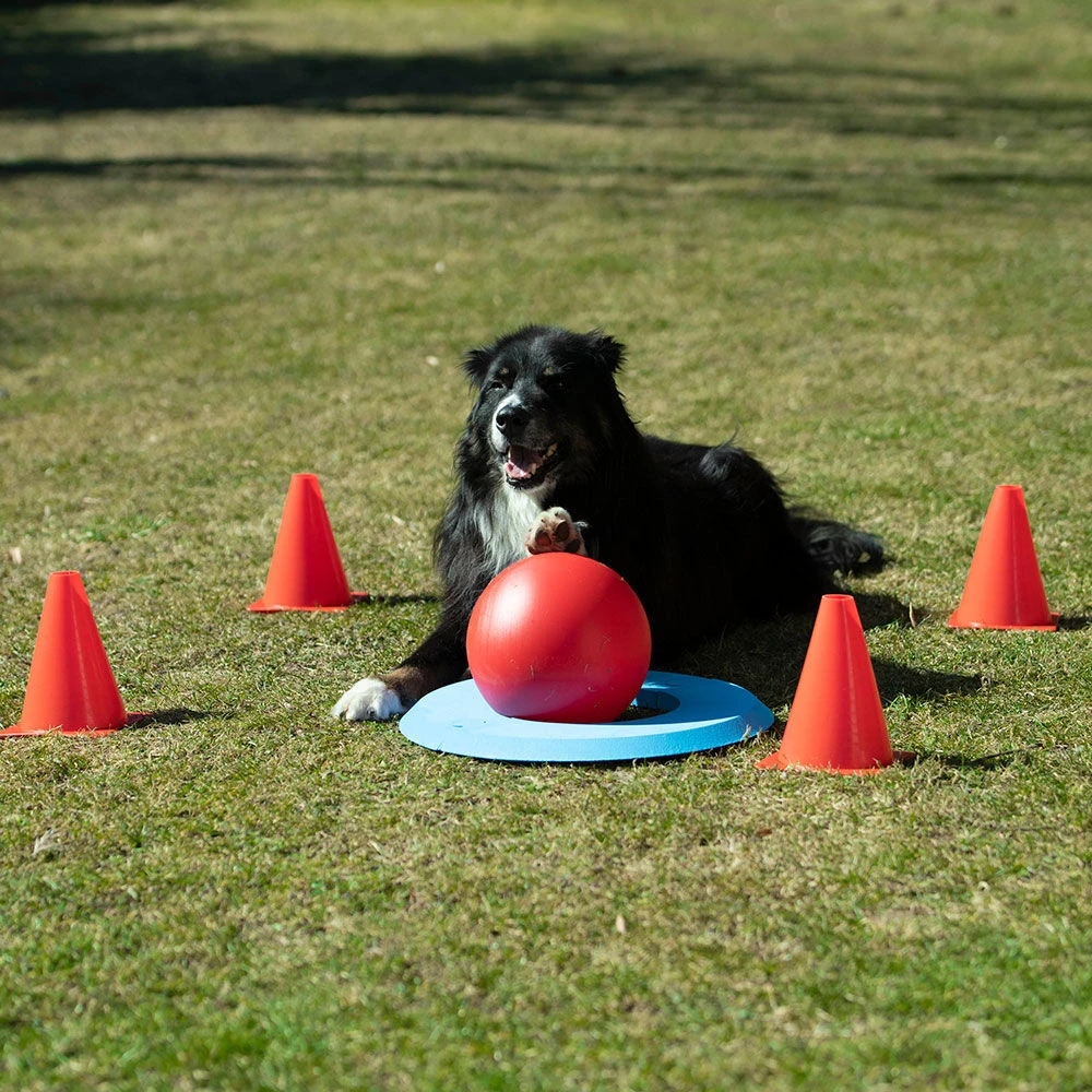 Hondengolf (doggie Golf Basisset) - Image 3