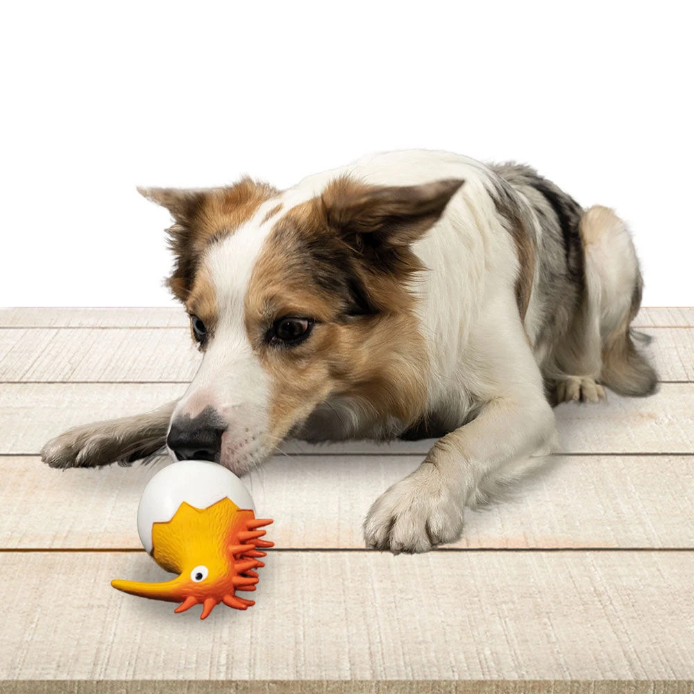 Hondenspeelgoed Kiwi - Image 4