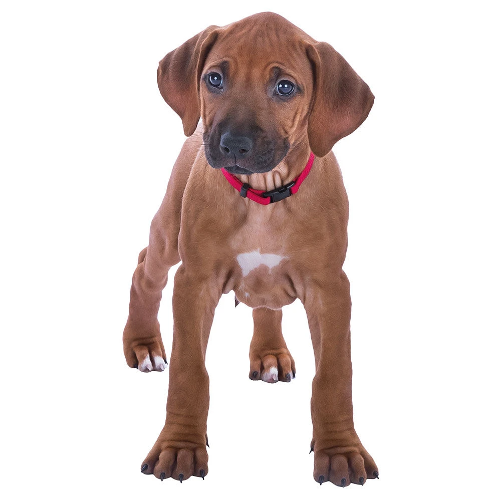 Puppy-halsbanden - Image 3