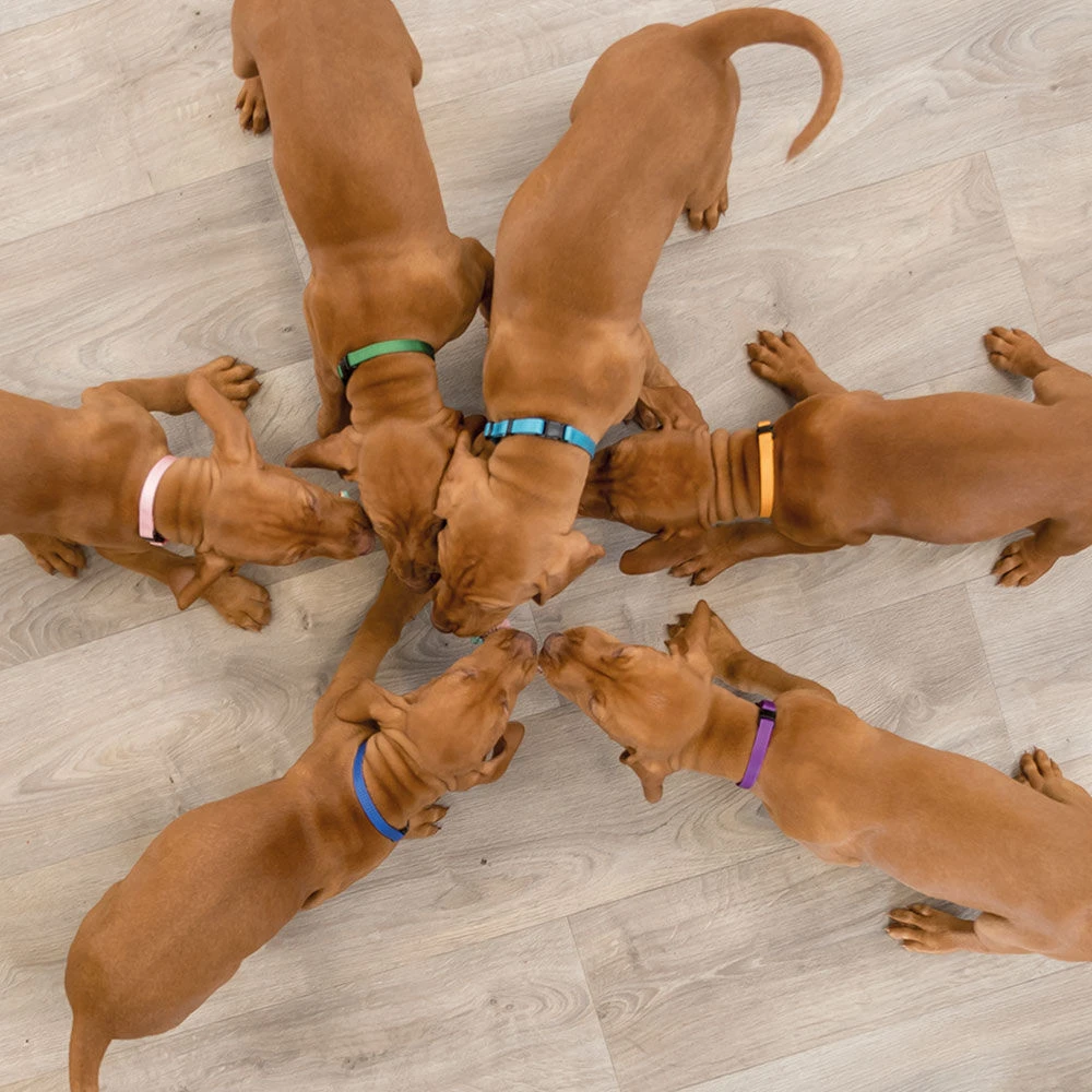 Puppy-halsbanden - Image 4