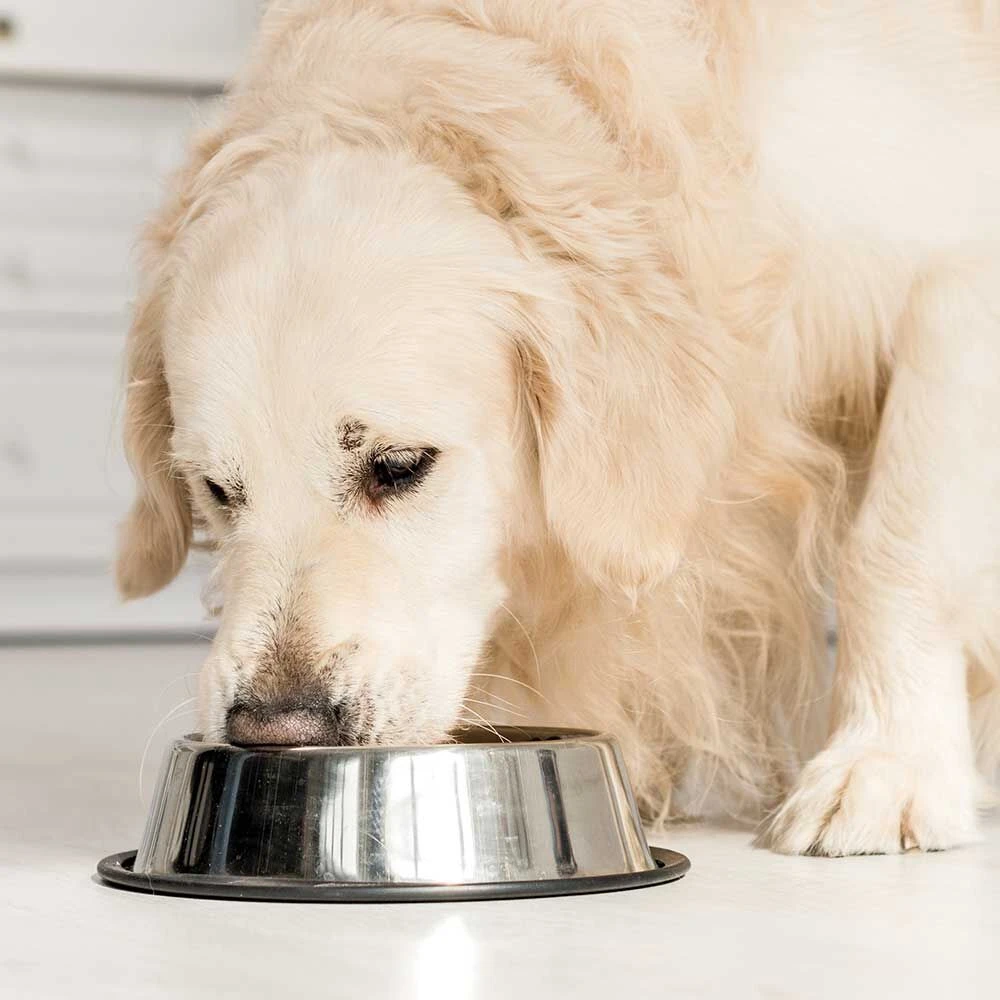 Cistus Incanus - Image 3