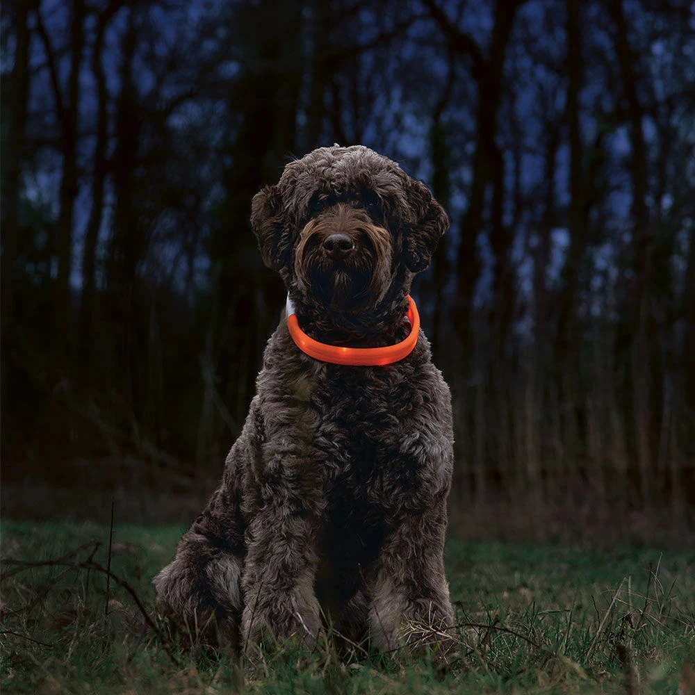 Beeztees Led-halsband Glowy Langhaar - Image 4