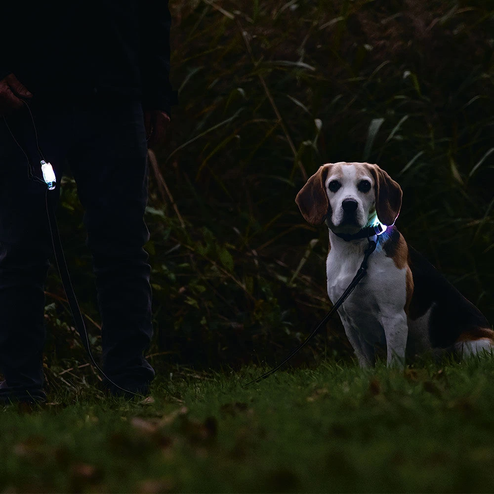 Beeztees Riem Met Verlichting Parinca - Image 3