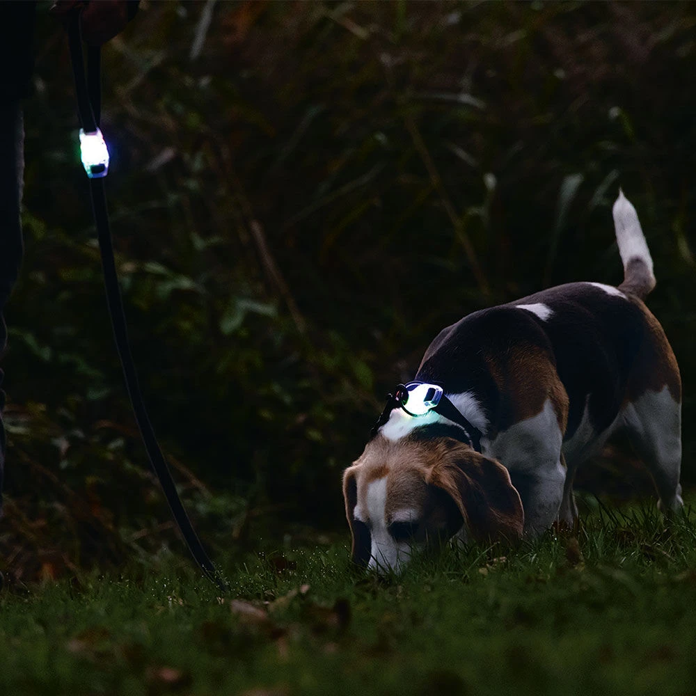 Beeztees Riem Met Verlichting Parinca - Image 5