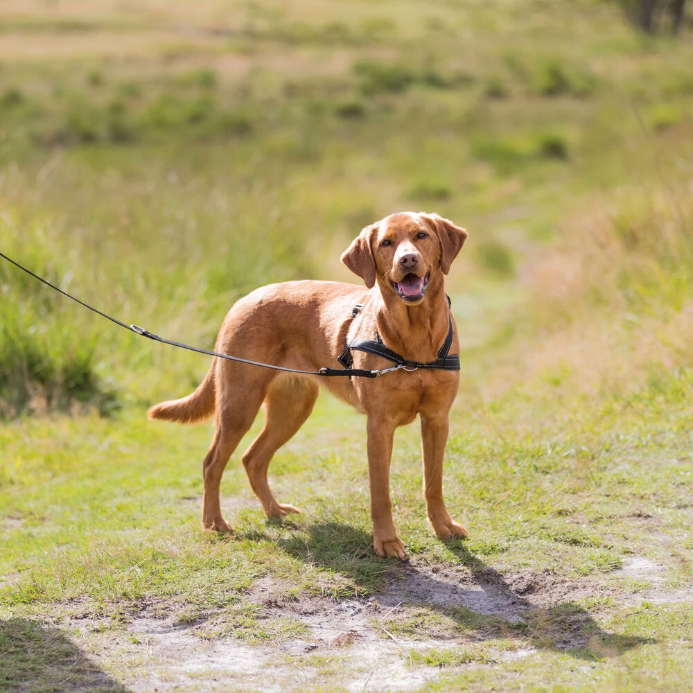 Trainingsharnas Om Te Lopen - Image 3