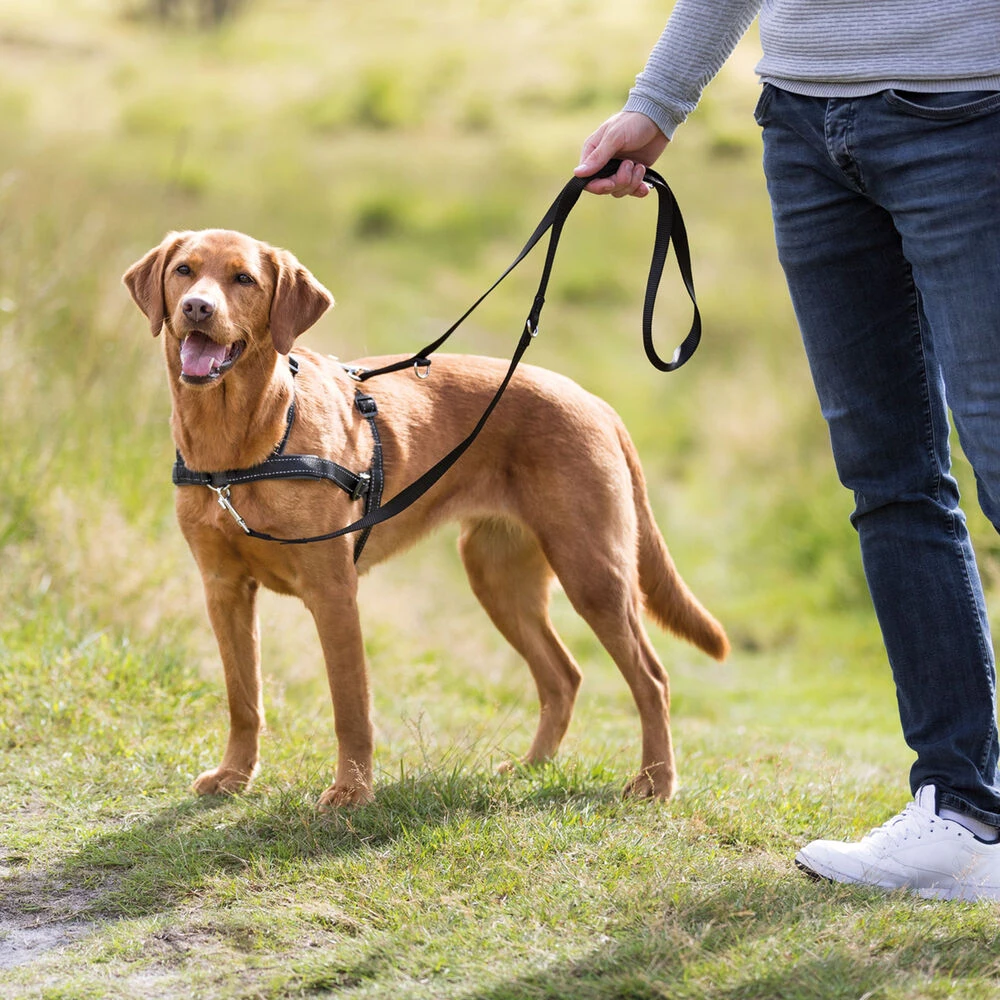 Trainingsharnas Om Te Lopen - Image 4
