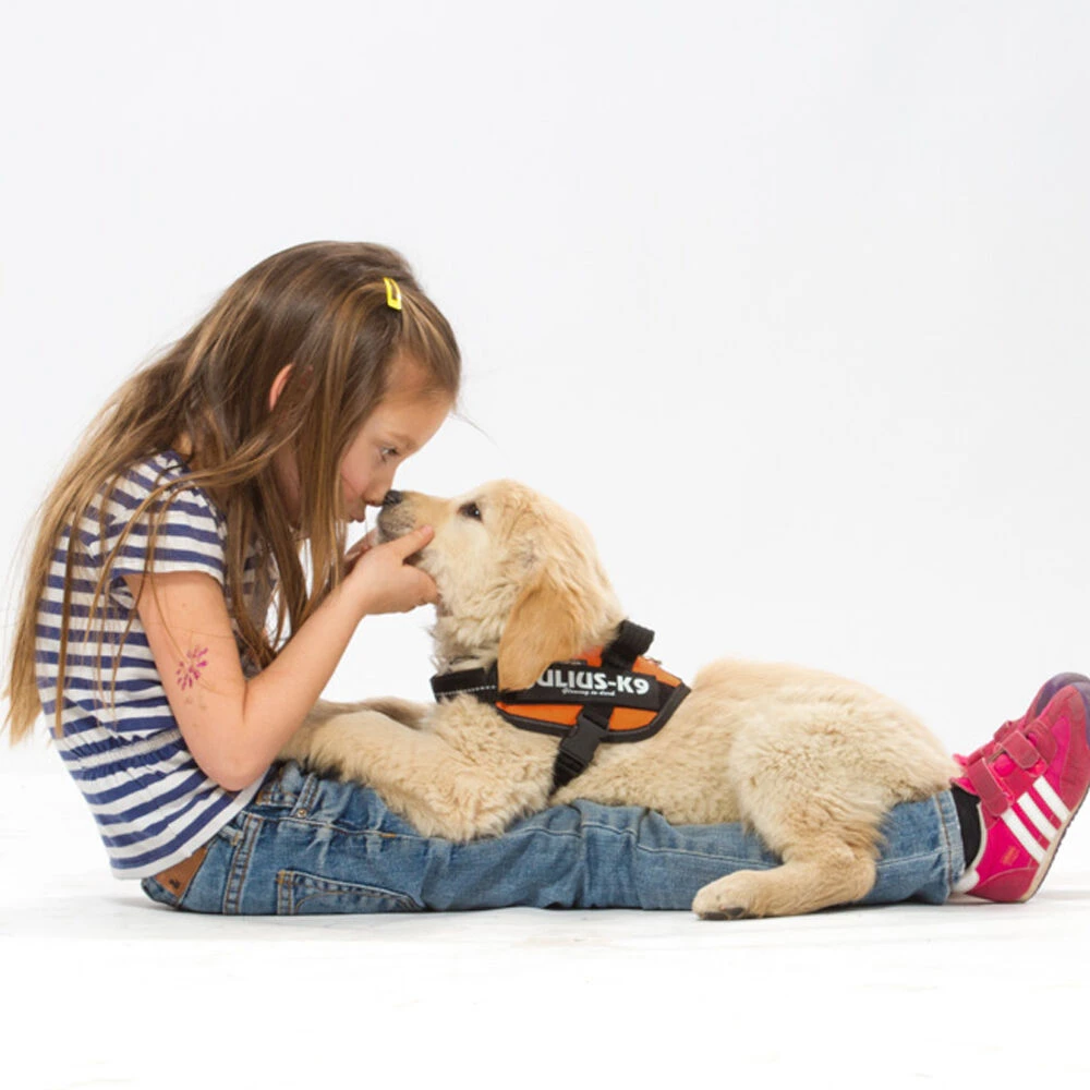 Julius-K9® IDC® Powergeschirr® - Image 2