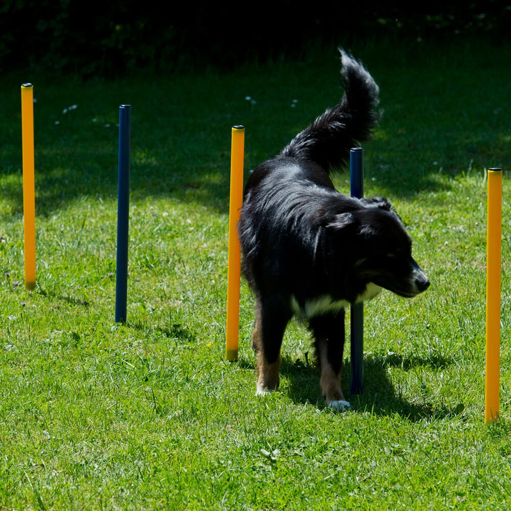 Dog Agility Start-set - Image 4