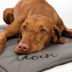 Hondendeken BE NORDIC Moin